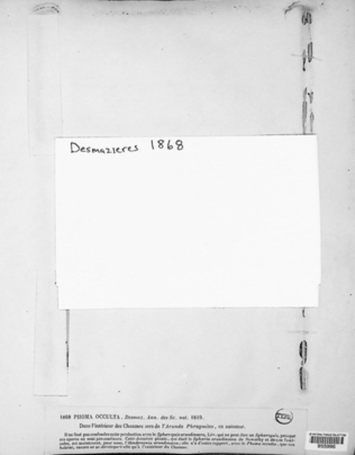 Phomopsis occulta image